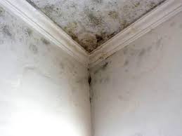 Mold Documentation for Insurance Claims in Marshall, MN